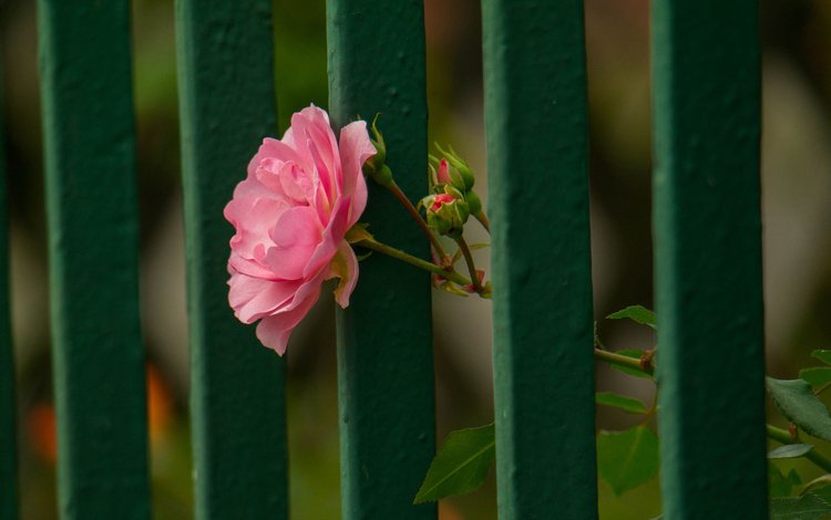 цветок, роза, лепестки, забор, flower, rose, petals, the fence