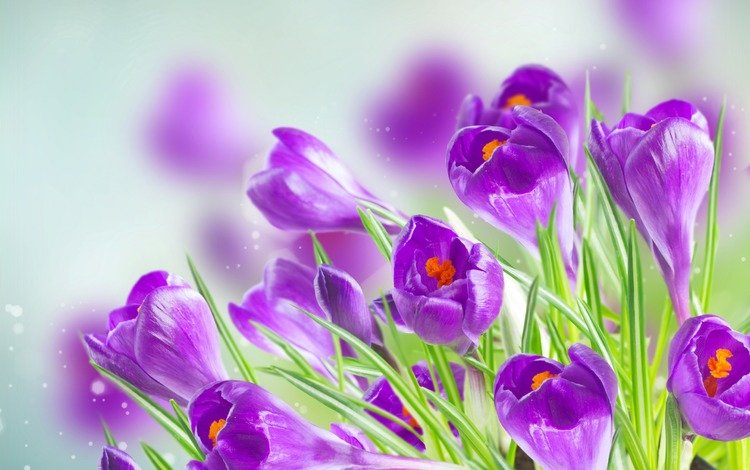 цветы, весна, крокусы, flowers, spring, crocuses