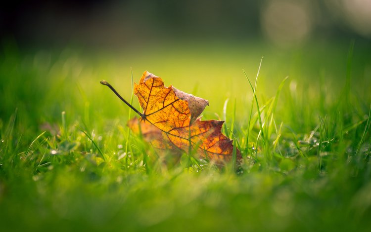 трава, макро, осень, лист, размытость, кленовый лист, grass, macro, autumn, sheet, blur, maple leaf