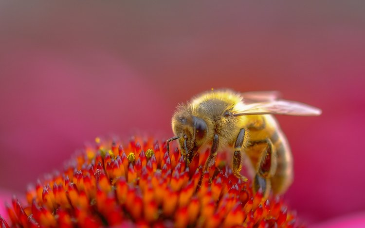 насекомое, цветок, пчела, пыльца, эхинацея, insect, flower, bee, pollen, echinacea