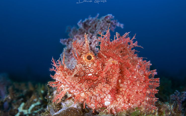 океан, подводный мир, ambon scorpion fish, the ocean, underwater world