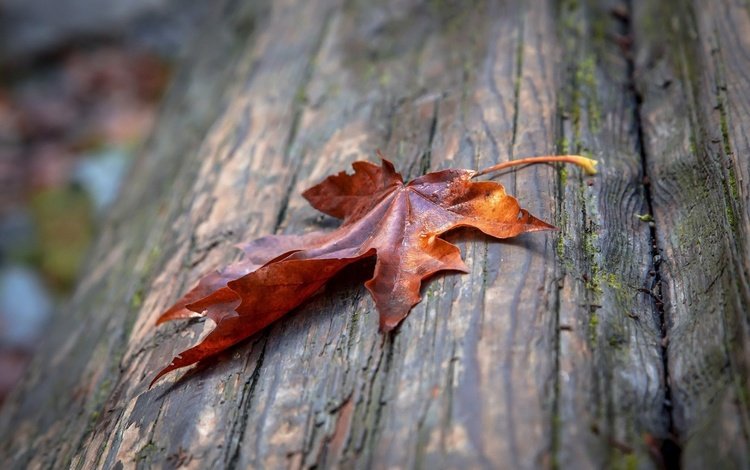 макро, осень, лист, кленовый лист, macro, autumn, sheet, maple leaf