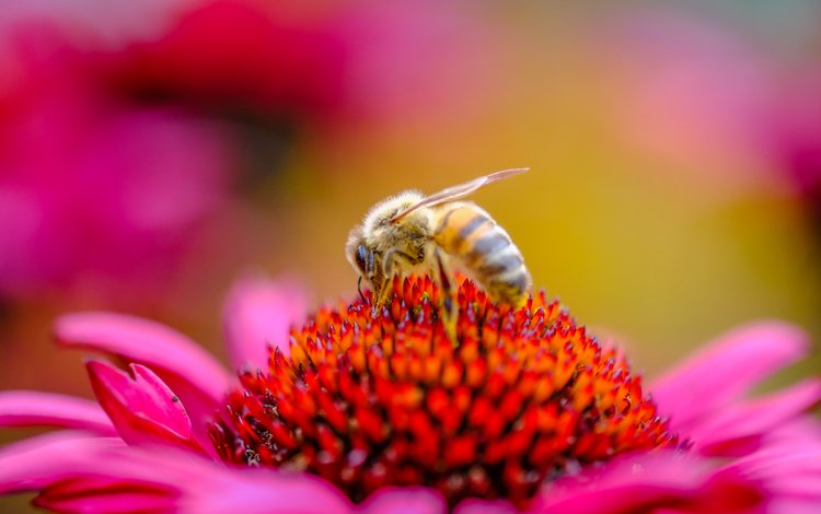 насекомое, цветок, пчела, пыльца, эхинацея, insect, flower, bee, pollen, echinacea