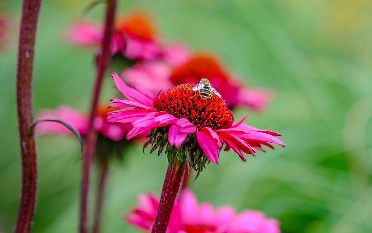 цветы, насекомое, цветок, лепестки, стебли, пчела, пыльца, эхинацея, flowers, insect, flower, petals, stems, bee, pollen, echinacea