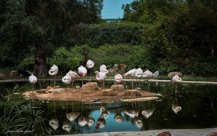 вода, отражение, фламинго, птицы, water, reflection, flamingo, birds