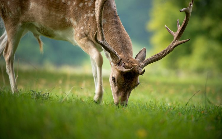 трава, природа, олень, животные, лето, рога, grass, nature, deer, animals, summer, horns