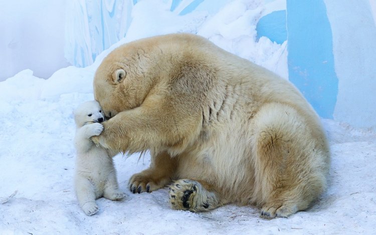 животные, полярный медведь, медведи, белый медведь, зоопарк, детеныш, медвежонок, animals, polar bear, bears, zoo, cub, bear
