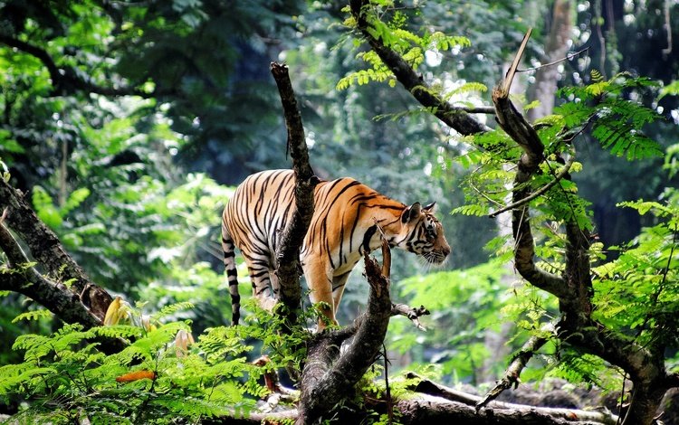 тигр, морда, природа, лес, взгляд, хищник, дикая кошка, tiger, face, nature, forest, look, predator, wild cat