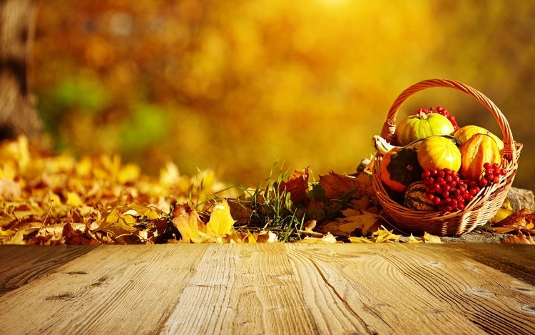 природа, листья, осень, ягоды, тыква, nature, leaves, autumn, berries, pumpkin