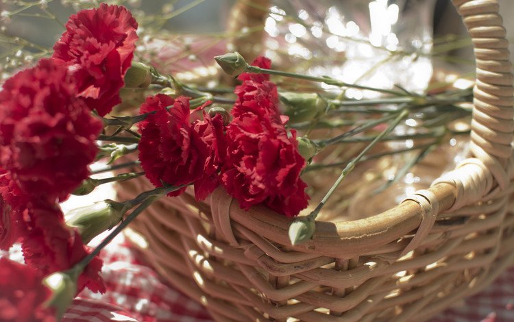 цветы, лепестки, красные, корзина, гвоздики, carnations, flowers, petals, red, basket, clove