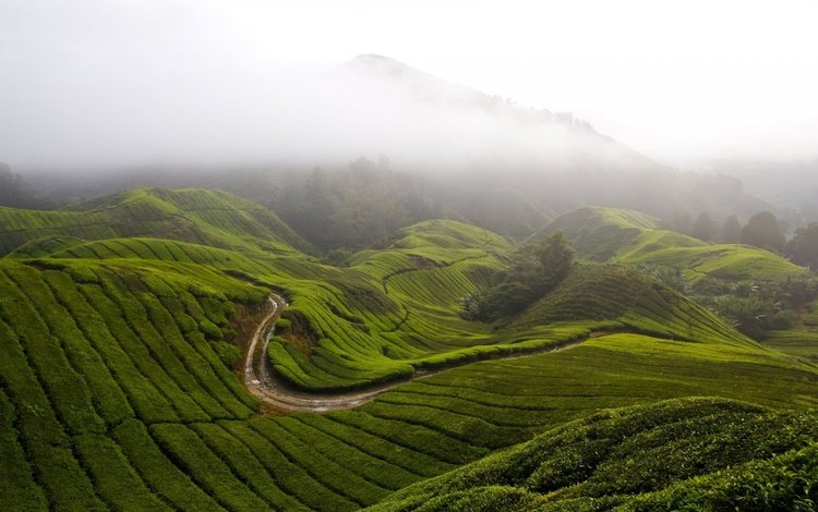 трава, горы, холмы, природа, туман, малайзия, камерон-хайлендс, grass, mountains, hills, nature, fog, malaysia, cameron highlands
