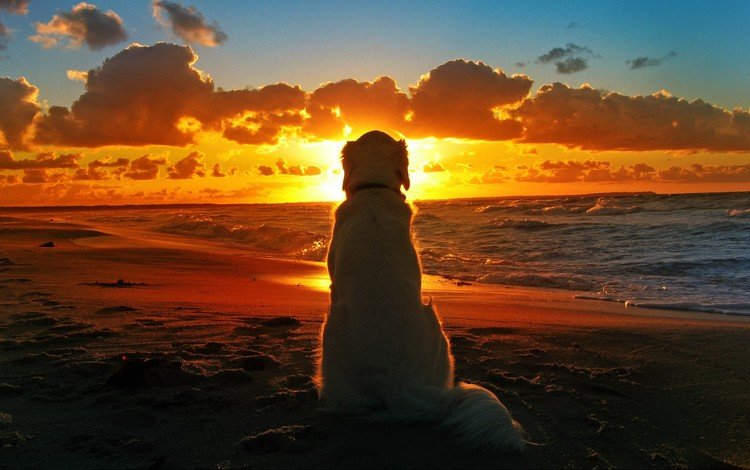 закат, море, пляж, собака, одиночество, лабрадор, ретривер, золотистый ретривер, sunset, sea, beach, dog, loneliness, labrador, retriever, golden retriever