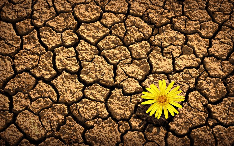земля, желтый, цветок, лепестки, трещины, засуха, earth, yellow, flower, petals, cracked, drought