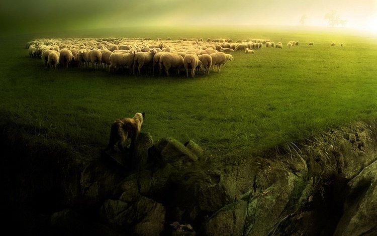 зелень, пейзаж, собака, овцы, стадо, пастух, бараны, greens, landscape, dog, sheep, the herd, shepherd