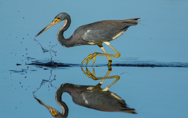 вода, отражение, птица, клюв, перья, цапля, water, reflection, bird, beak, feathers, heron