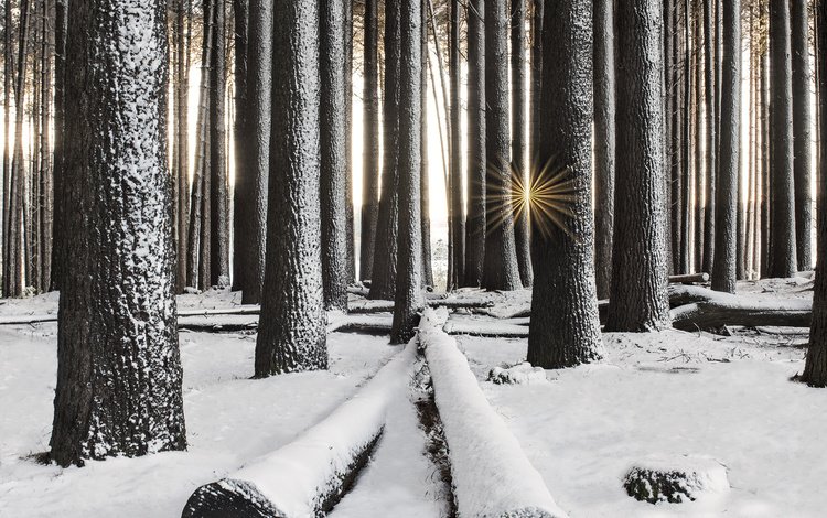 деревья, снег, лес, зима, лучи солнца, стволы, trees, snow, forest, winter, the rays of the sun, trunks