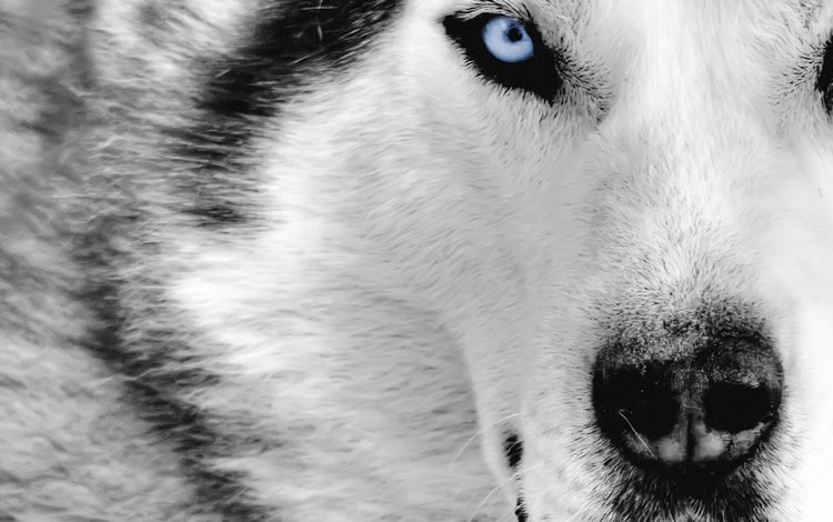 морда, взгляд, хищник, волк, face, look, predator, wolf