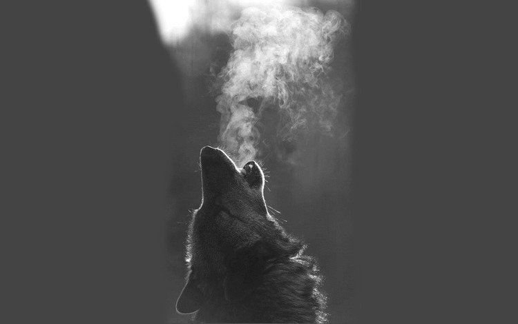 морда, чёрно-белое, хищник, волк, face, black and white, predator, wolf