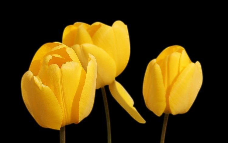 цветы, черный фон, тюльпаны, желтые, flowers, black background, tulips, yellow