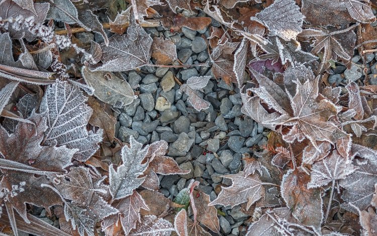 камни, листья, иней, осень, stones, leaves, frost, autumn
