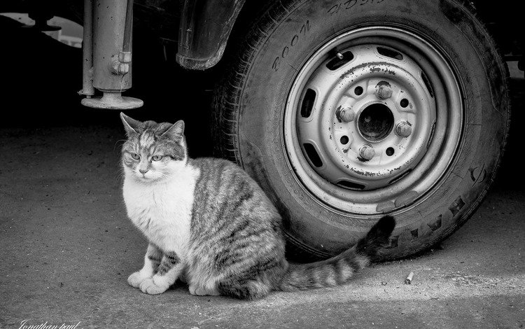 глаза, фон, кот, кошка, взгляд, чёрно-белое, колесо, eyes, background, cat, look, black and white, wheel