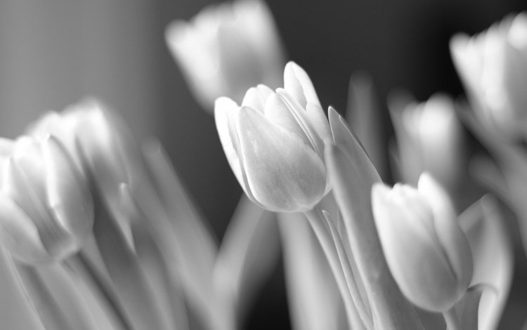 свет, цветы, чёрно-белое, тюльпаны, флора, light, flowers, black and white, tulips, flora