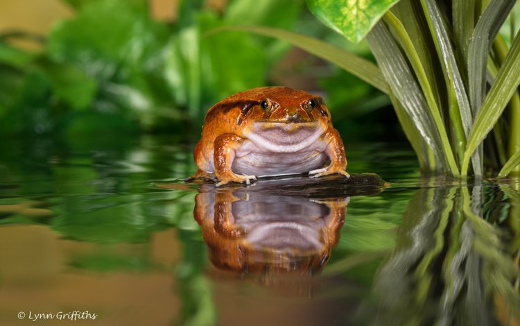 вода, отражение, лягушка, пруд, жаба, water, reflection, frog, pond, toad