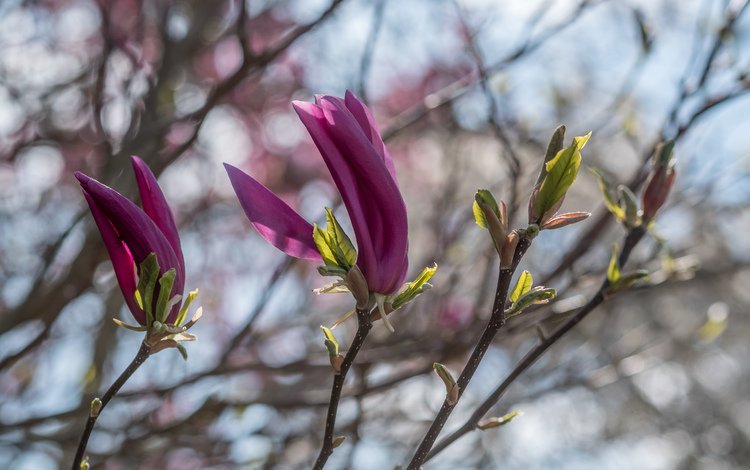 цветение, ветки, весна, магнолия, flowering, branches, spring, magnolia