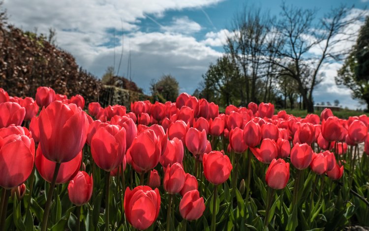 небо, цветы, облака, деревья, весна, тюльпаны, тюльпаныl, the sky, flowers, clouds, trees, spring, tulips