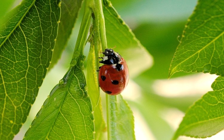 листья, жук, насекомое, лето, божья коровка, leaves, beetle, insect, summer, ladybug