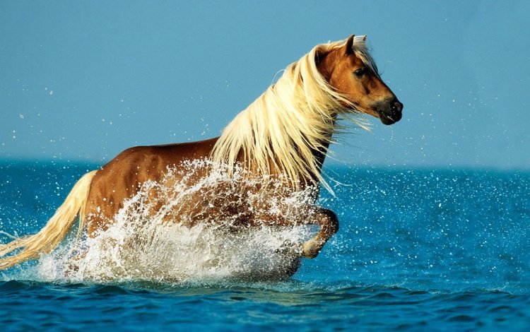 лошадь, море, брызги, конь, грива, бег, horse, sea, squirt, mane, running