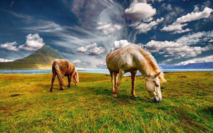 небо, трава, облака, пара, лошади, кони, пастбище, the sky, grass, clouds, pair, horse, horses, pasture