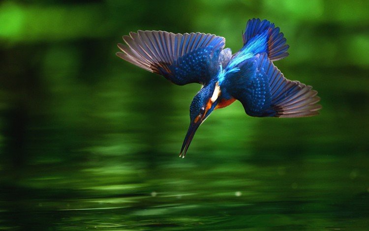 вода, крылья, птица, клюв, перья, зимородок, water, wings, bird, beak, feathers, kingfisher