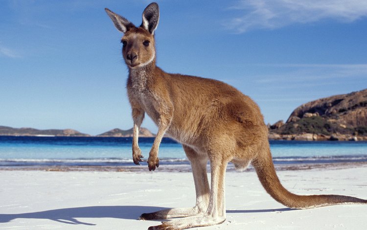 песок, пляж, кенгуру, sand, beach, kangaroo