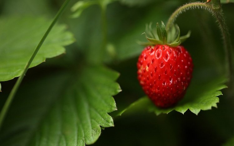 трава, природа, лес, листья, макро, лето, ягода, земляника, grass, nature, forest, leaves, macro, summer, berry, strawberries