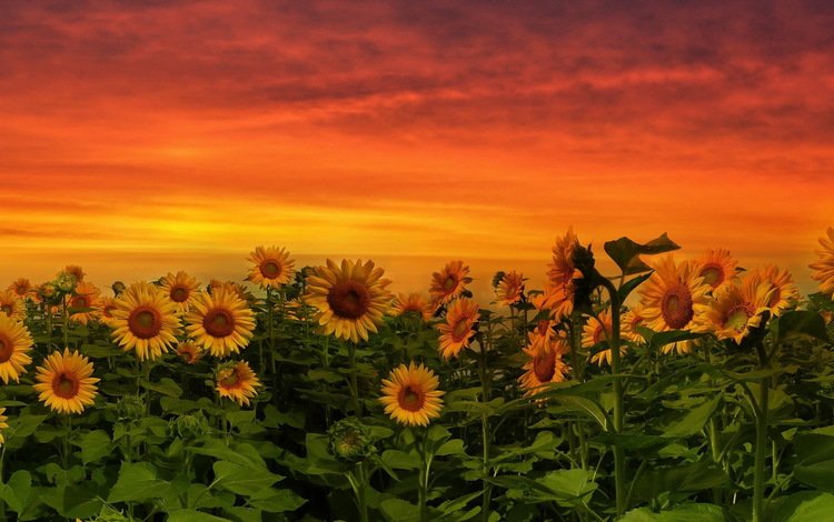 природа, закат, подсолнух, подсолнухи, желтые цветы, nature, sunset, sunflower, sunflowers, yellow flowers
