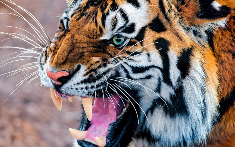 тигр, морда, усы, взгляд, клыки, хищник, дикая кошка, tiger, face, mustache, look, fangs, predator, wild cat