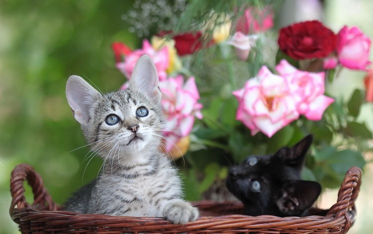 цветы, мордочка, розы, взгляд, корзина, кошки, котята, flowers, muzzle, roses, look, basket, cats, kittens