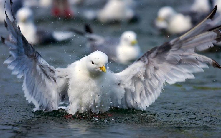 вода, крылья, брызги, чайка, птица, клюв, перья, water, wings, squirt, seagull, bird, beak, feathers
