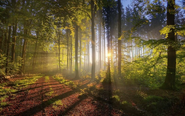деревья, природа, лес, утро, туман, солнечные лучи, trees, nature, forest, morning, fog, the sun's rays