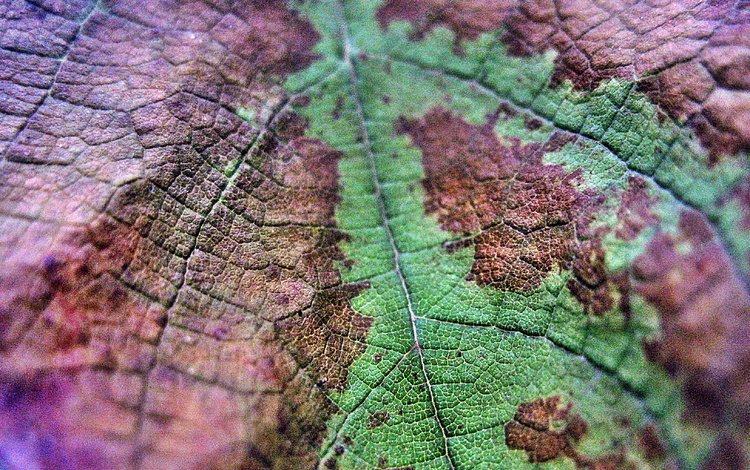 природа, макро, осень, лист, прожилки, крупный план, nature, macro, autumn, sheet, veins, close-up