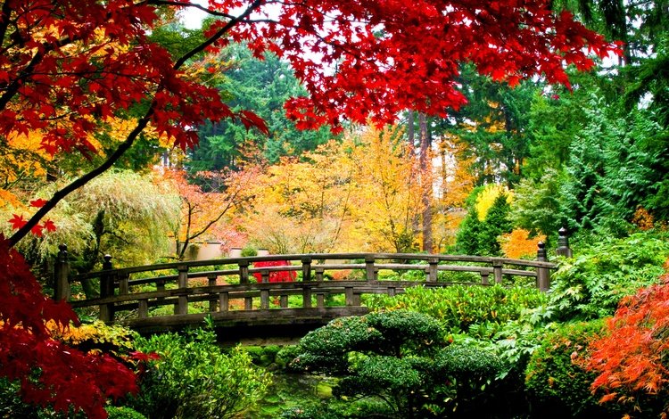 деревья, природа, растения, листья, пейзаж, парк, мост, осень, trees, nature, plants, leaves, landscape, park, bridge, autumn