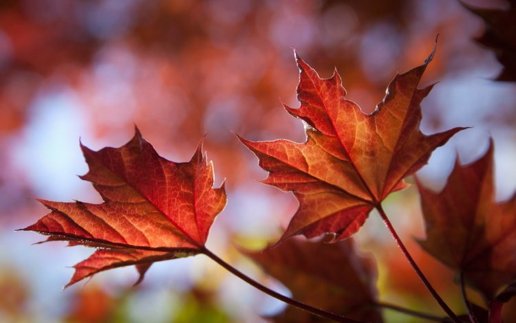 природа, листья, листва, осень, клен, кленовый лист, крупным планом, nature, leaves, foliage, autumn, maple, maple leaf, closeup