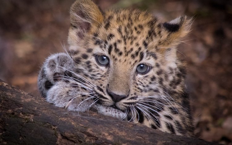 мордочка, взгляд, леопард, хищник, дикая кошка, детеныш, muzzle, look, leopard, predator, wild cat, cub