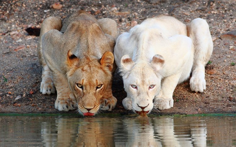 морда, хищник, львы, водопой, дикая кошка, львицы, face, predator, lions, drink, wild cat, lioness
