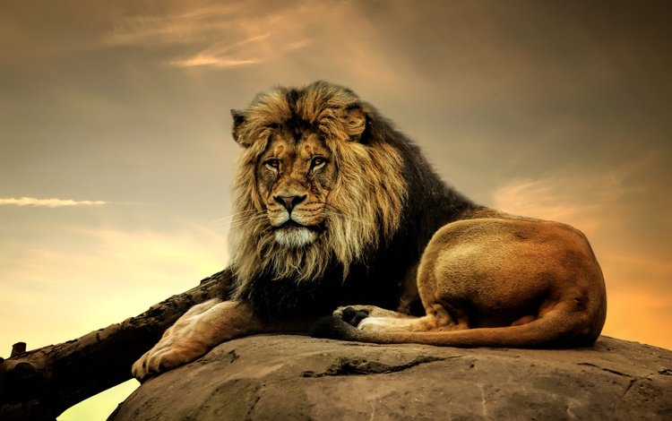 морда, взгляд, хищник, лев, дикая кошка, face, look, predator, leo, wild cat
