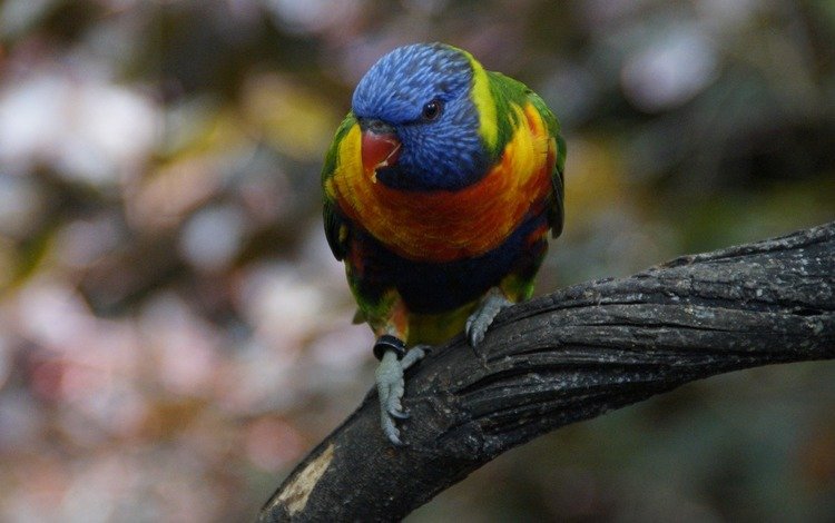 птица, клюв, перья, попугай, многоцветный, лорикет, радужный, bird, beak, feathers, parrot, multicolor, rainbow lorikeet, rainbow