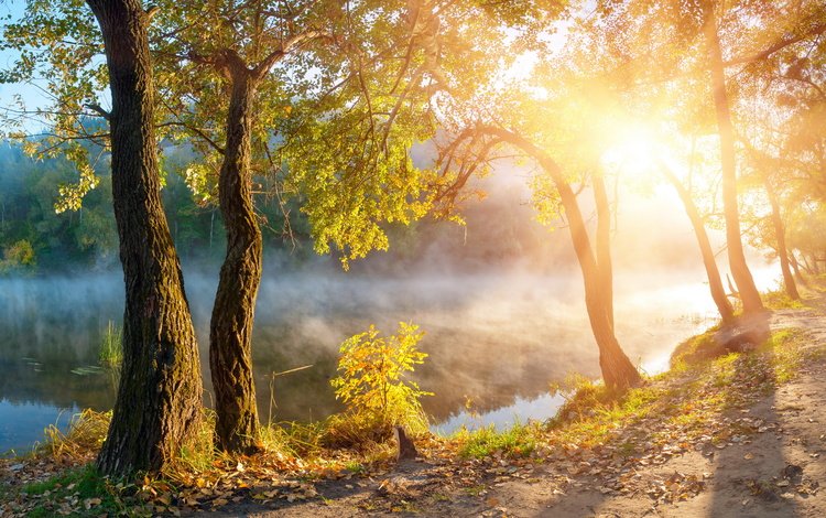 деревья, озеро, солнце, туман, рассвет, осень, олнце, trees, lake, the sun, fog, dawn, autumn