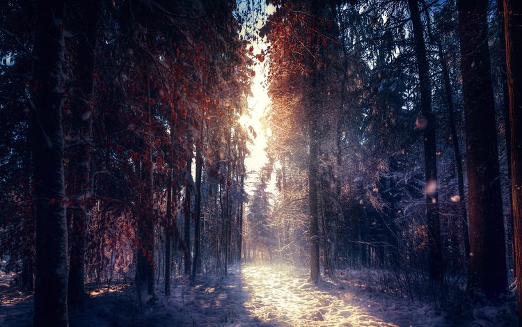 деревья, снег, природа, лес, зима, утро, туман, солнечные лучи, trees, snow, nature, forest, winter, morning, fog, the sun's rays