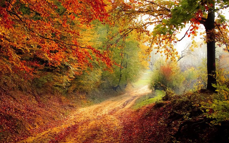 свет, осень, дорога, деревья, природа, лес, пейзаж, утро, туман, light, autumn, road, trees, nature, forest, landscape, morning, fog